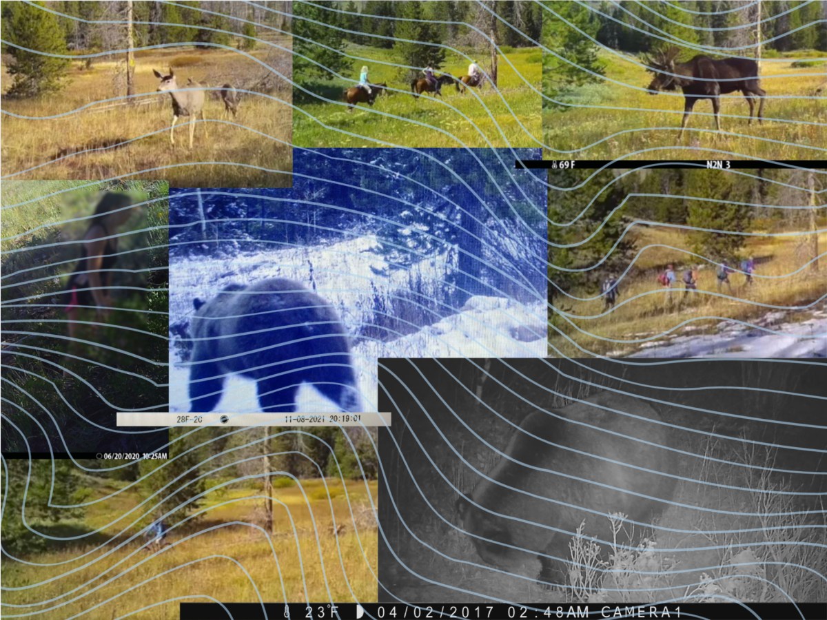 Do Jackson Hole’s busiest trails create a wildlife ‘sacrifice zone’? Study finds surprising coexistence.